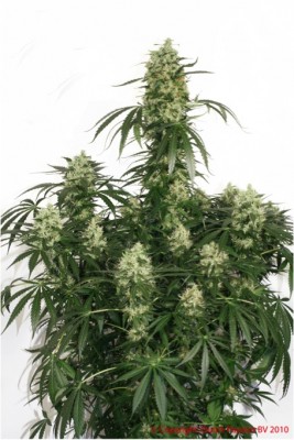 Dutch Passion The Ultimate female Seeds Dutch Passion The Ultimate female Seeds