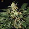 Greenhouse Seed Co. White Rhino female Seeds Greenhouse Seed Co. White Rhino female Seeds