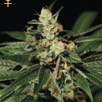 Greenhouse Seed Co. Trainwreck female Seeds  