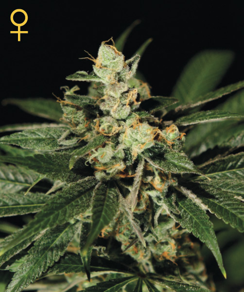 Greenhouse Seed Co. Trainwreck female Seeds Greenhouse Seed Co. Trainwreck female Seeds