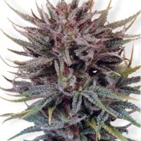 Dutch Passion Trance female Seeds  