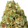 Heavyweight Seeds Auto Wipeout Express female Seeds  