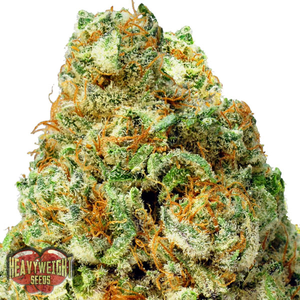 Heavyweight Seeds Auto Turbo Bud female Seeds Heavyweight Seeds Auto Turbo Bud female Seeds