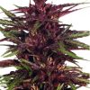 Dutch Passion Trance female Seeds  