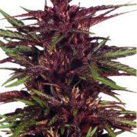 Dutch Passion Twilight female Seeds  