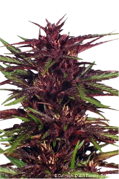 Dutch Passion Twilight female Seeds Dutch Passion Twilight female Seeds