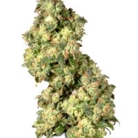 Dutch Passion Ultra Skunk female Seeds  