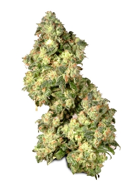 Dutch Passion Ultra Skunk female Seeds Dutch Passion Ultra Skunk female Seeds