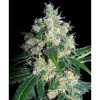 Seedsman Somango female Seeds Seedsman Somango female Seeds
