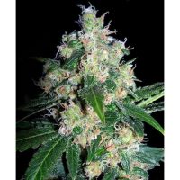 Seedsman Velvet Bud female Seeds  
