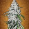 Fast Buds Purple Lemonade Auto feminised seeds Fast Buds Purple Lemonade Auto feminised seeds