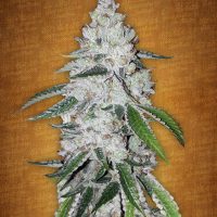 Fast Buds West Coast O.G. female seeds  