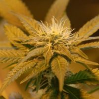 Nirvana Seeds White Castle female Seeds  