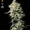 Nirvana Seeds White Castle female Seeds Nirvana Seeds White Castle female Seeds