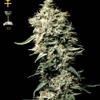 Nirvana Seeds White Rhino female Seeds  