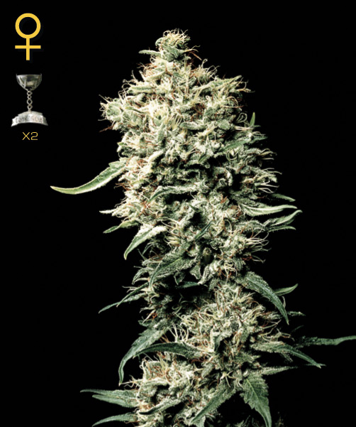 Greenhouse Seed Co. White Rhino female Seeds Greenhouse Seed Co. White Rhino female Seeds