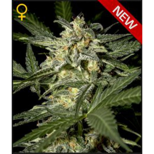 Royal Queen Seeds White Widow Automatic female seeds Royal Queen Seeds White Widow Automatic female seeds