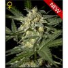 Greenhouse Seed Co. White Rhino female Seeds Greenhouse Seed Co. White Rhino female Seeds