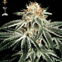 Greenhouse Seed Co. White Widow female Seeds  
