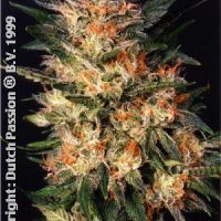 Dutch Passion White Widow female Seeds  