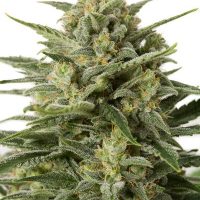 Dinafem White Widow XXL AUTO female Seeds  