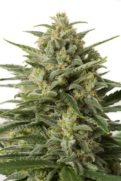 Dinafem White Widow XXL AUTO female Seeds Dinafem White Widow XXL AUTO female Seeds
