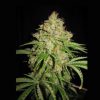 Lowlife seeds Auto White Widow female Lowlife seeds Auto White Widow female