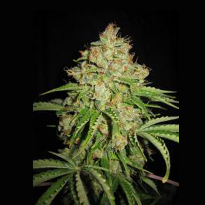 Lowlife seeds Auto white Russian female Lowlife seeds Auto white Russian female
