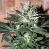 Lowlife seeds Auto white Russian female Lowlife seeds Auto white Russian female