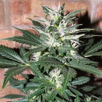 Lowlife seeds Auto White Widow female  