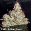 Discount Female Seeds Skunk female seeds Discount Female Seeds Skunk female seeds