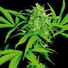 World of Seeds Strawberry Blue female Seeds World of Seeds Strawberry Blue female Seeds