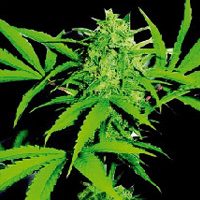 World of Seeds Sweet Coffee Ryder Autoflowering female Seeds  