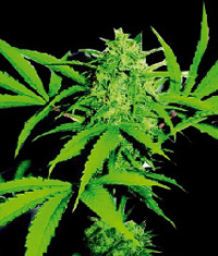 World of Seeds Sweet Coffee Ryder Autoflowering female Seeds World of Seeds Sweet Coffee Ryder Autoflowering female Seeds