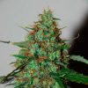 World of Seeds Sweet Coffee Ryder Autoflowering female Seeds World of Seeds Sweet Coffee Ryder Autoflowering female Seeds