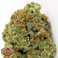 Heavyweight Seeds Auto Wipeout Express female Seeds  