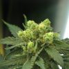 Nirvana Seeds White Widow female Seeds Nirvana Seeds White Widow female Seeds