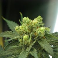 Nirvana Seeds Wonder Woman female Seeds  