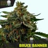 blackskull SPEED HAZE FEMALE  
