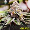 Blackskull Gorilla Glue feminized seeds Blackskull Gorilla Glue feminized seeds