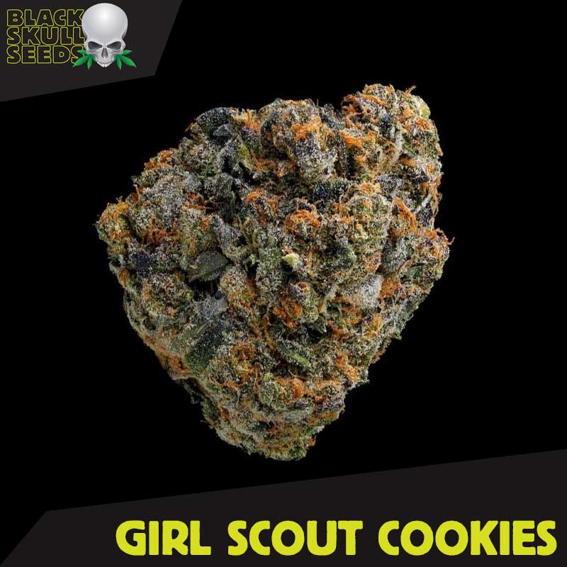 Blackskull Girls Scout Cookies feminized seeds Blackskull Girls Scout Cookies feminized seeds