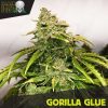 Blackskull Girls Scout Cookies feminized seeds Blackskull Girls Scout Cookies feminized seeds