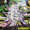 Blackskull Zkittlez feminized seeds Blackskull Zkittlez feminized seeds
