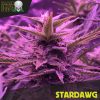 Blackskull Bruce Banner Feminized seeds Blackskull Bruce Banner Feminized seeds