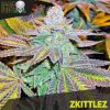 Blackskull Sherbert feminized seeds Blackskull Sherbert feminized seeds