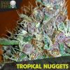 Blackskull Star Dog feminized seeds Blackskull Star Dog feminized seeds