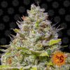 Barneys Farm Purple Punch Auto feminised seeds  