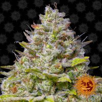 Barneys Farm Blue Gelato 41 feminised seeds  