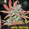 Blackskull Girls Scout Cookies feminized seeds Blackskull Girls Scout Cookies feminized seeds