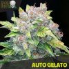 Wedding Cake cannabis seeds  